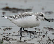 Bécasseau sanderling