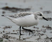 Bécasseau sanderling