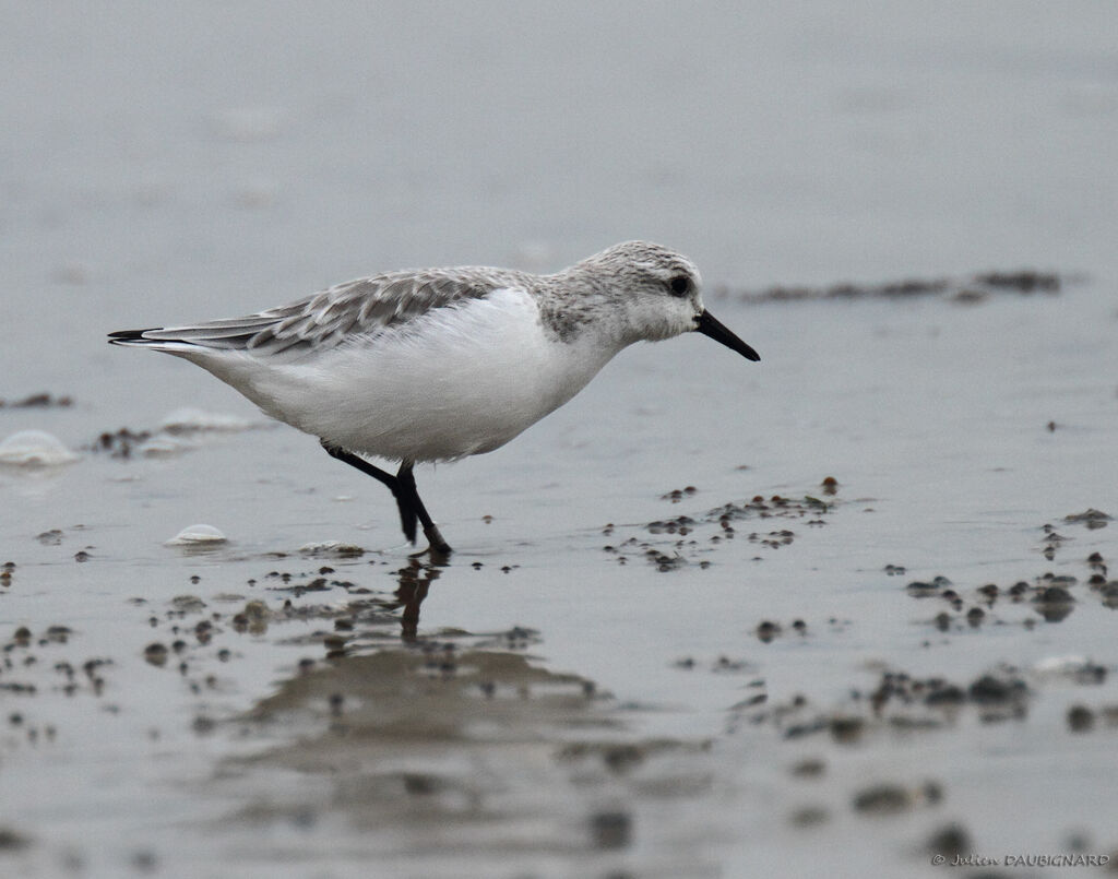 Sanderling, identification