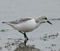 Bécasseau sanderling