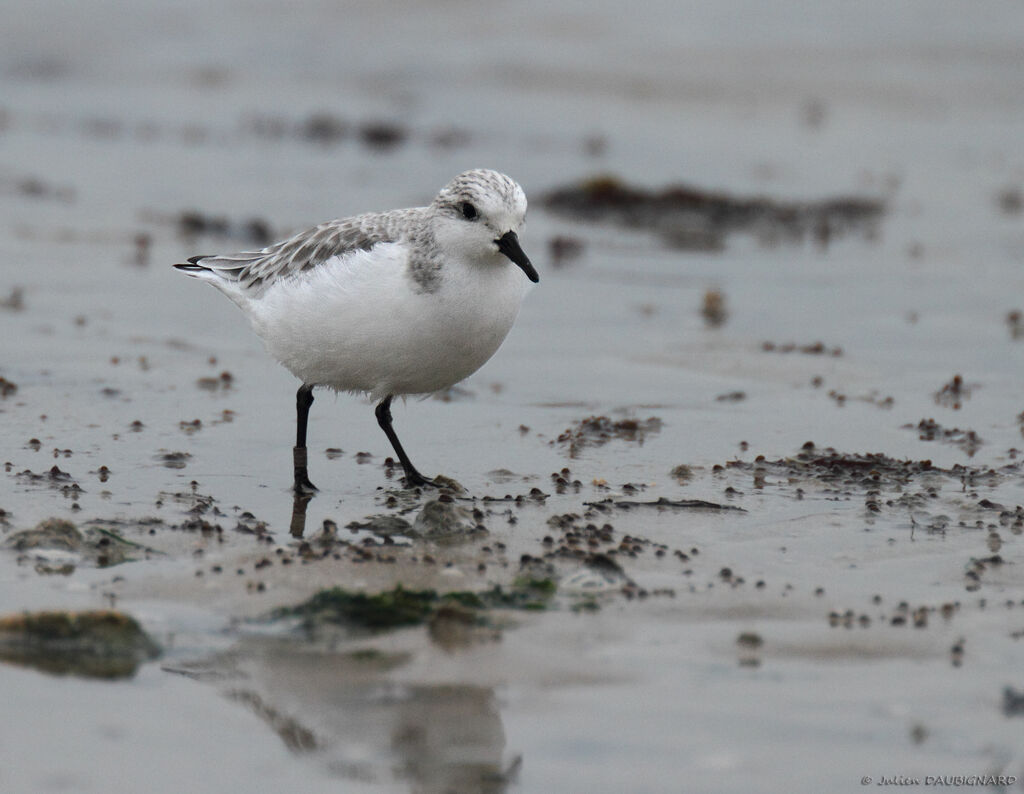 Bécasseau sanderling, identification