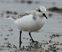 Bécasseau sanderling