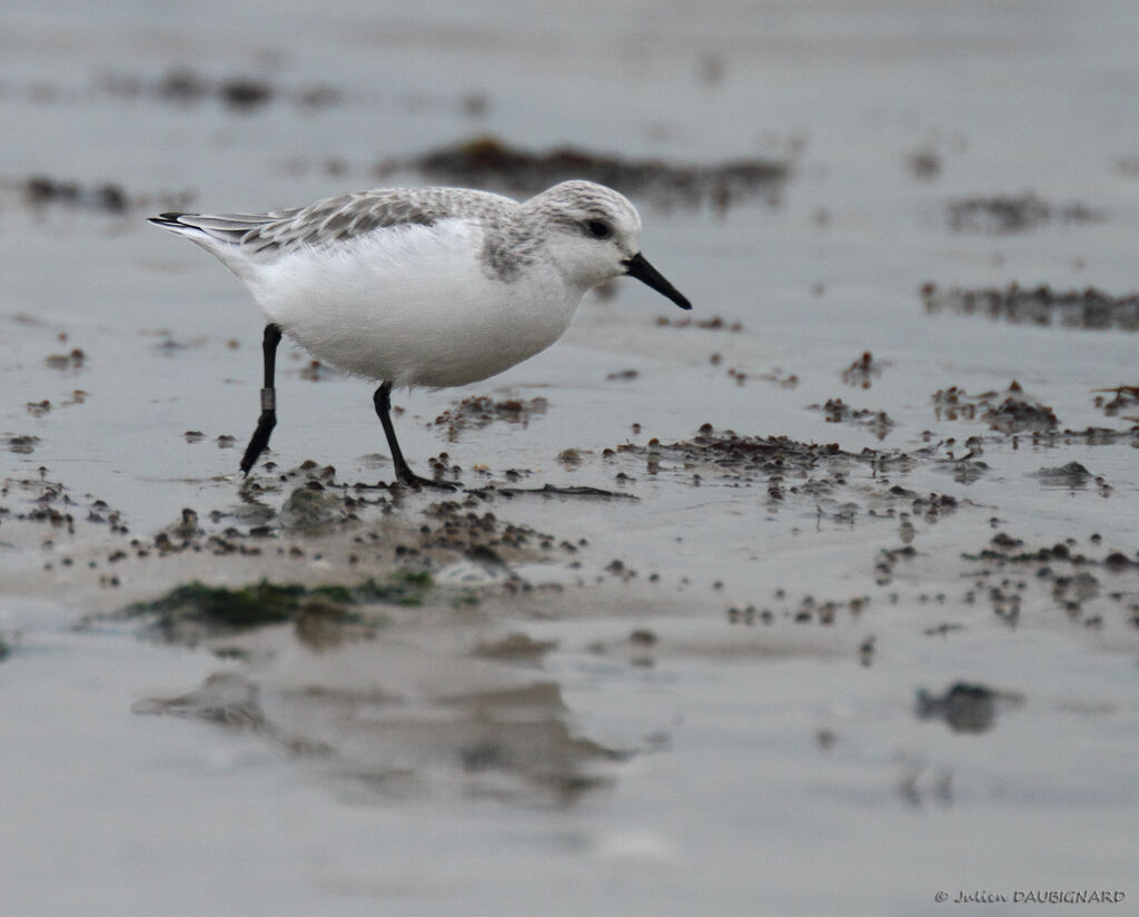 Bécasseau sanderling, identification