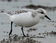 Bécasseau sanderling