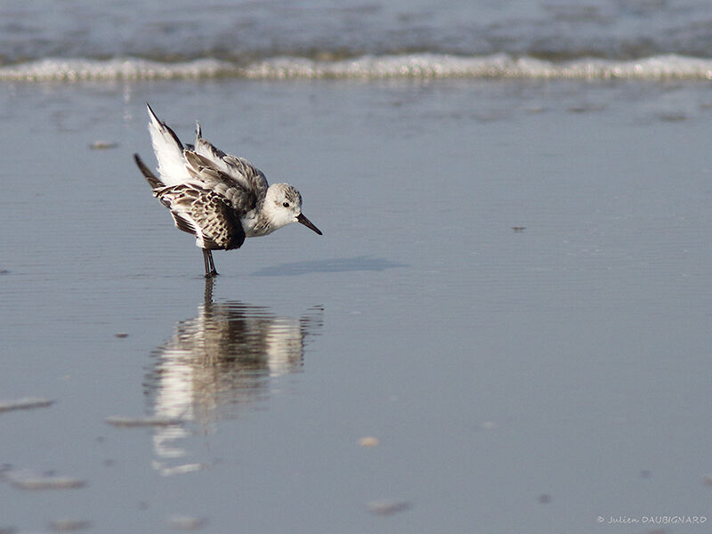 Sanderling, identification