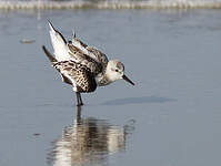 Bécasseau sanderling