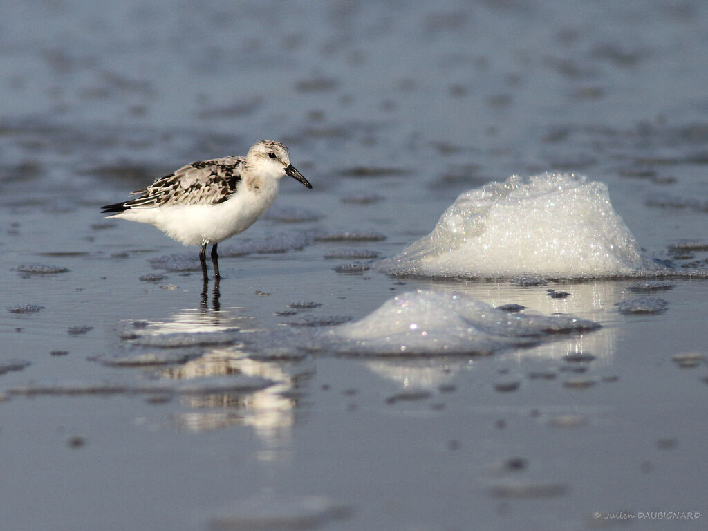 Sanderling, identification