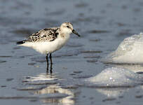 Bécasseau sanderling