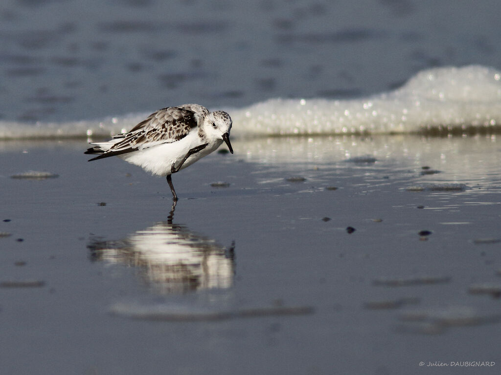 Bécasseau sanderling, identification