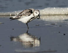 Bécasseau sanderling