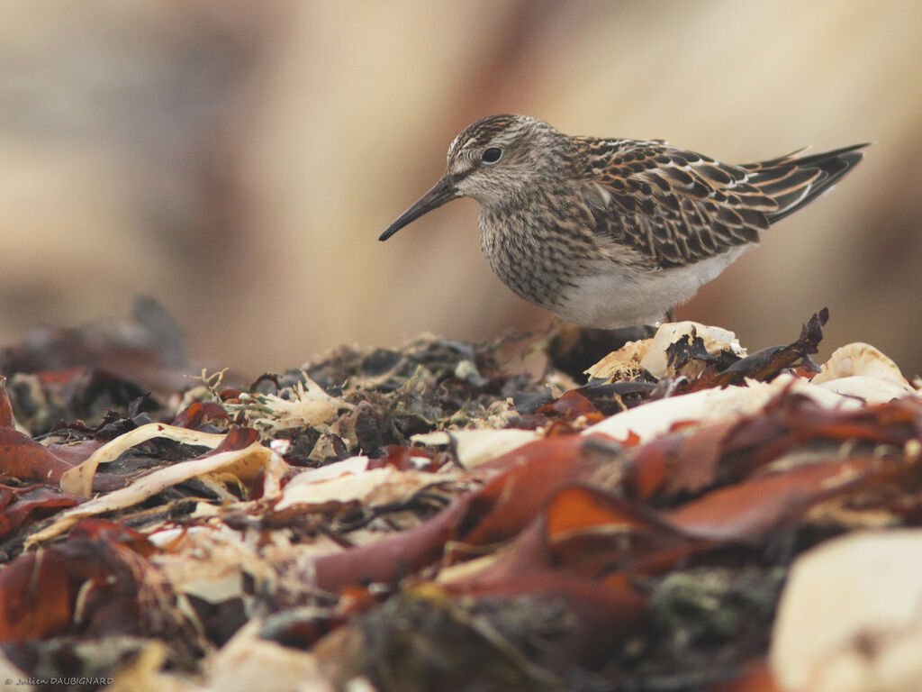 Bécasseau tacheté, identification