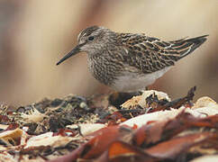 Pectoral Sandpiper