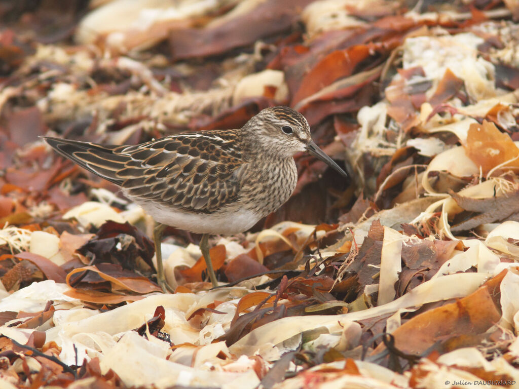 Bécasseau tacheté, identification