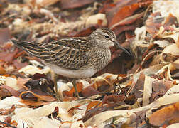 Pectoral Sandpiper