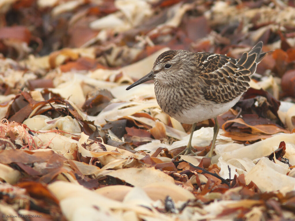 Bécasseau tacheté, identification