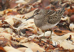 Pectoral Sandpiper