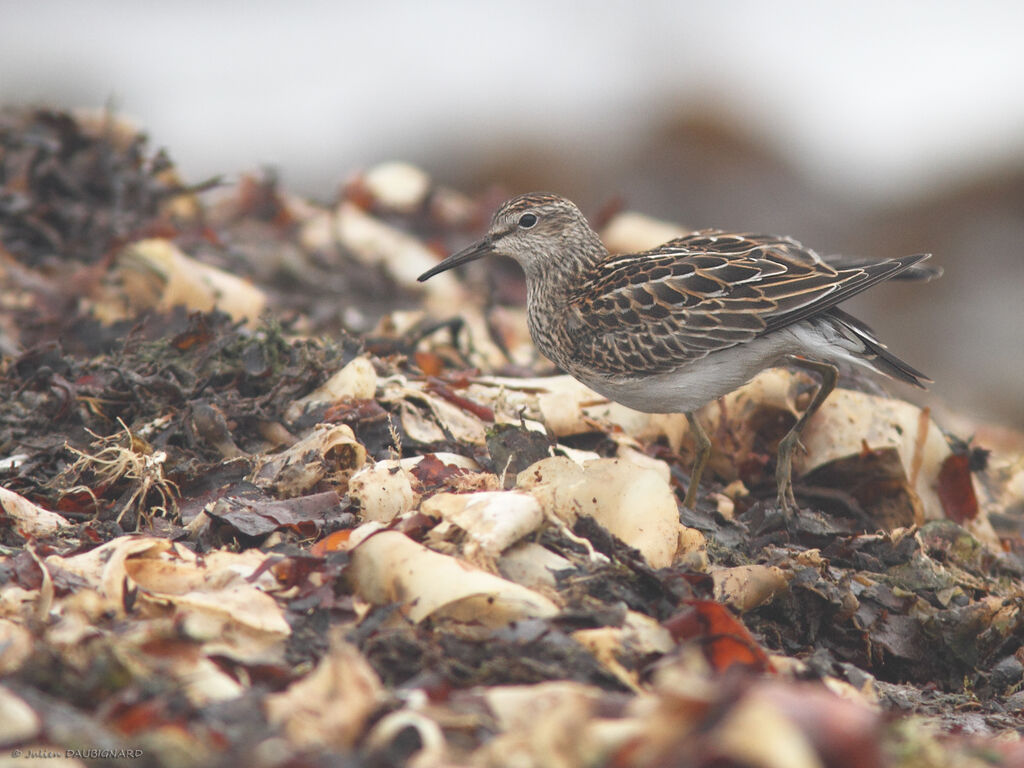 Bécasseau tacheté, identification