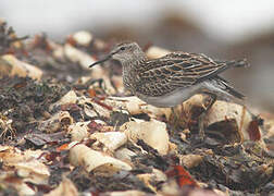 Pectoral Sandpiper