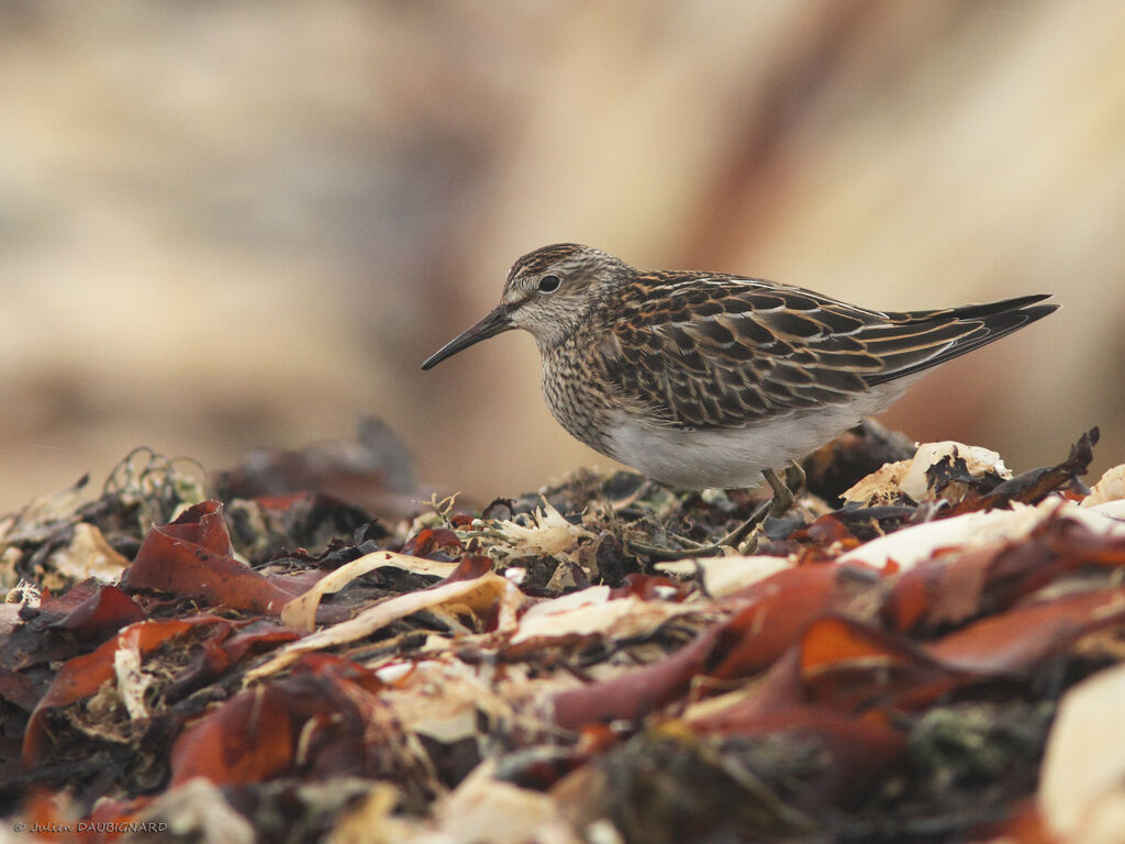 Pectoral Sandpiper