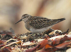 Pectoral Sandpiper