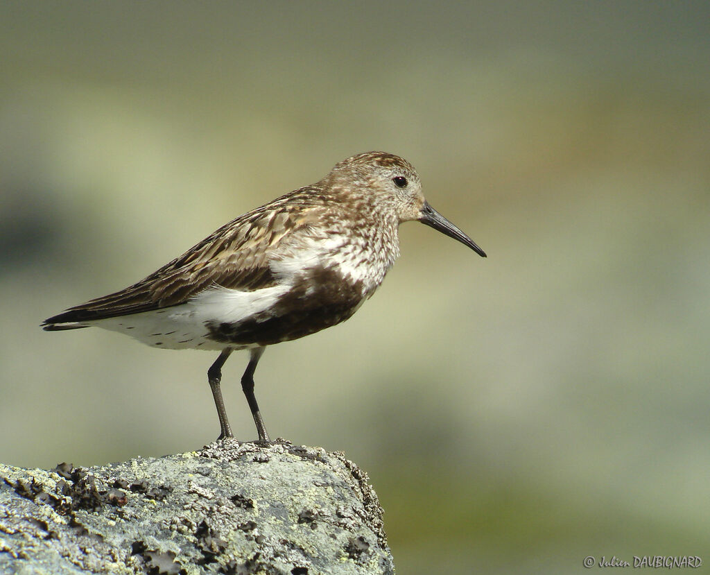 Bécasseau variableadulte nuptial, identification