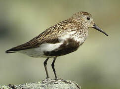 Dunlin