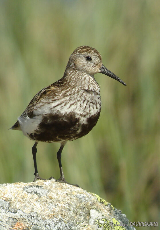 Dunlinadult breeding, identification