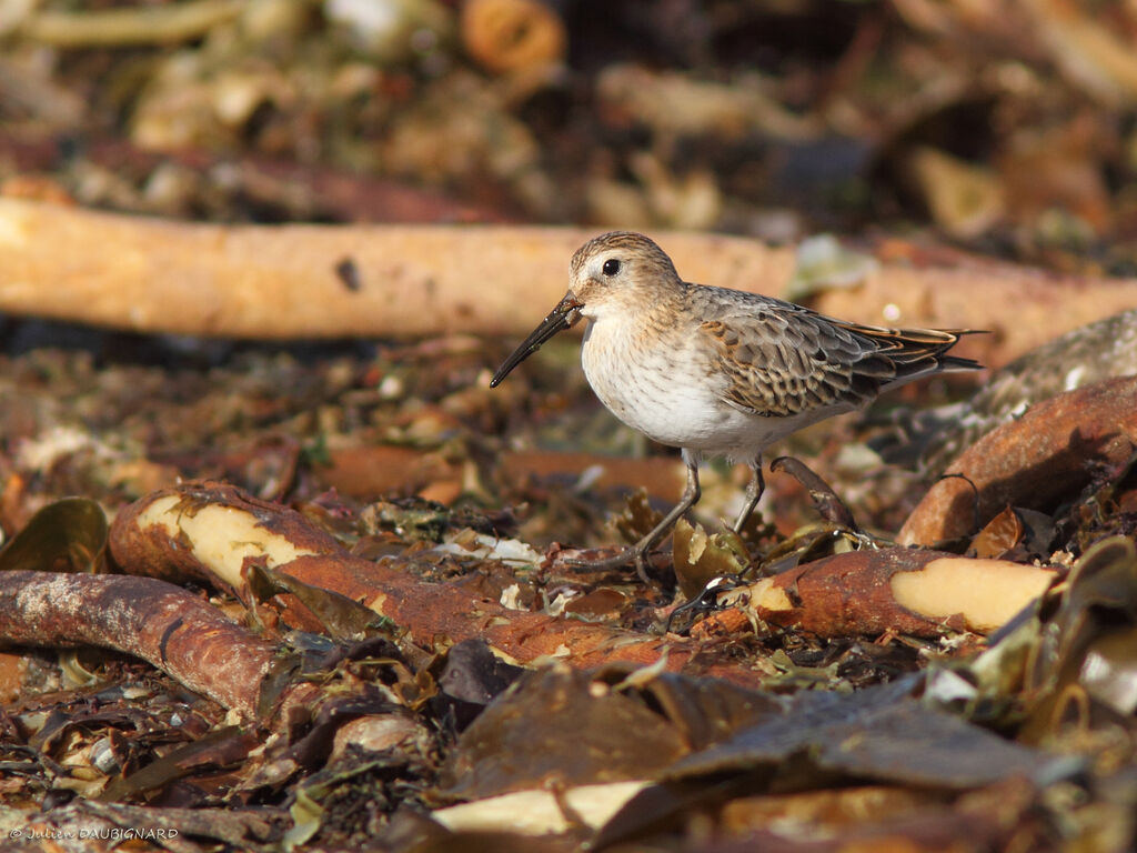 Dunlin, identification