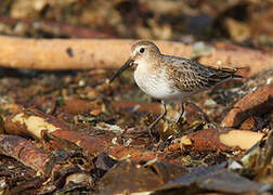 Dunlin