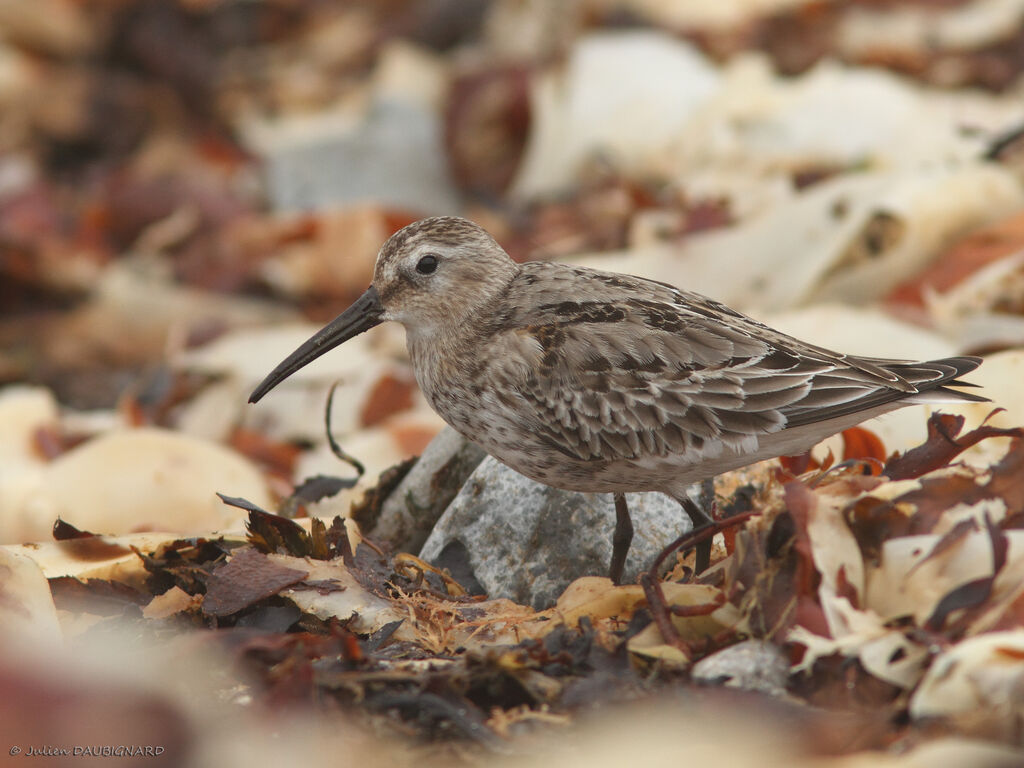 Dunlin, identification