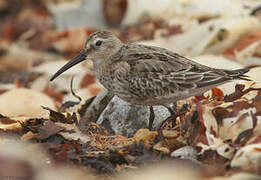 Dunlin