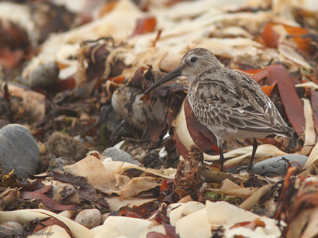 Dunlin, identification