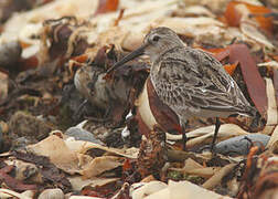 Dunlin