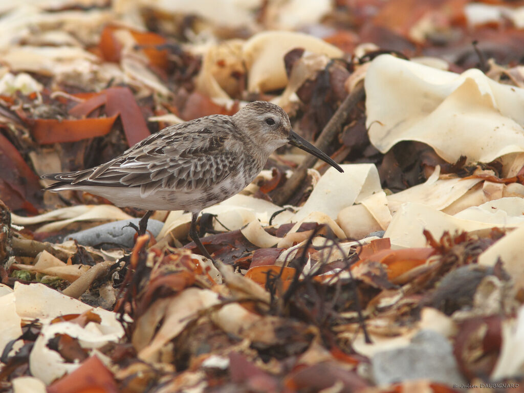 Dunlin, identification