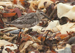 Dunlin