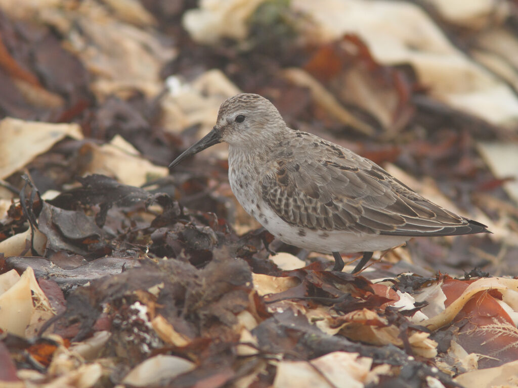 Dunlin, identification