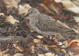 Dunlin