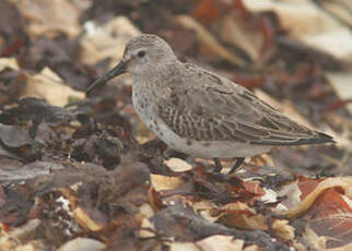 Bécasseau variable