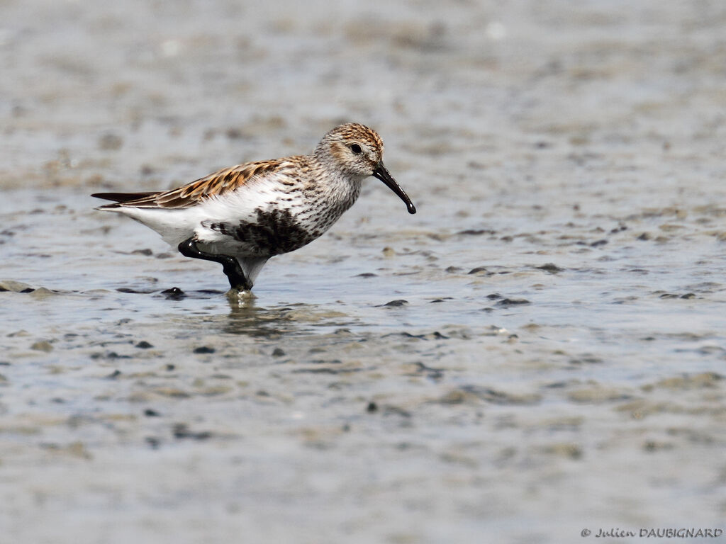 Dunlinadult breeding, identification