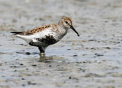 Dunlin