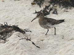 Dunlin