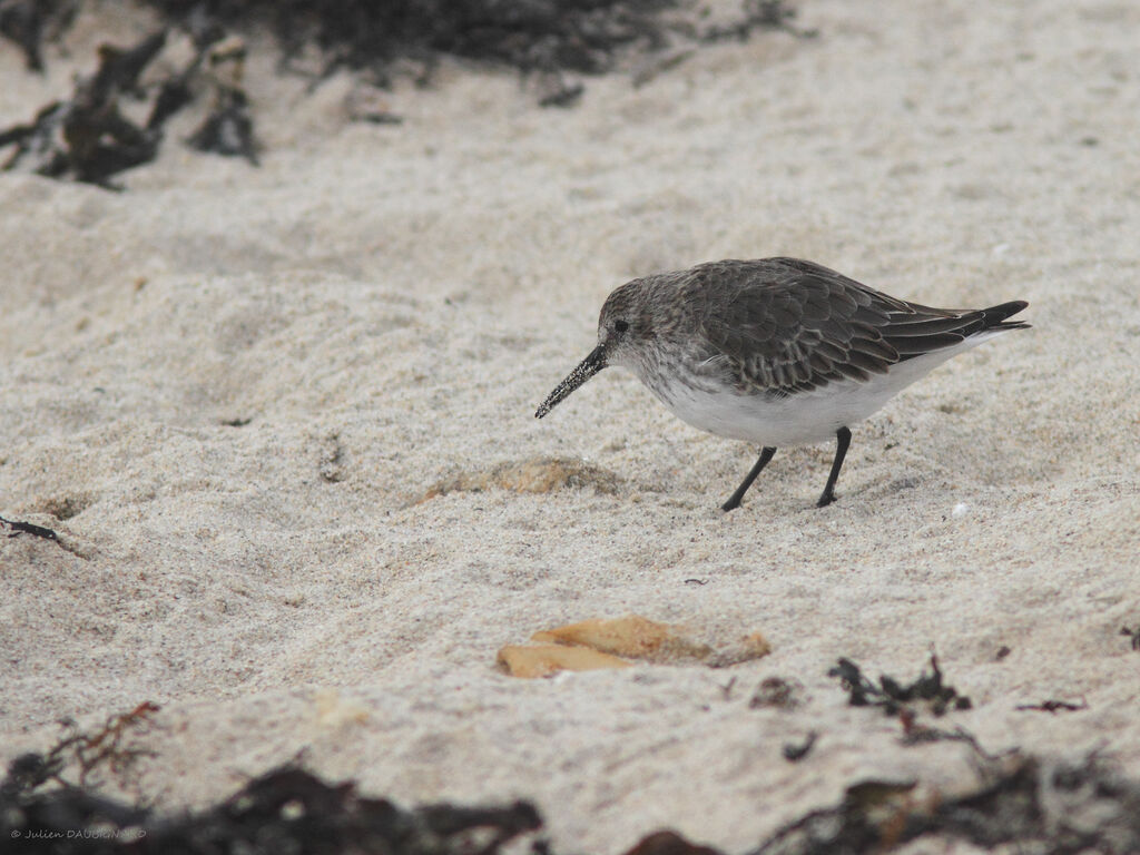 Dunlin, identification