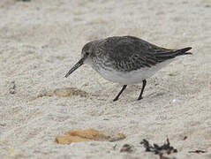 Dunlin