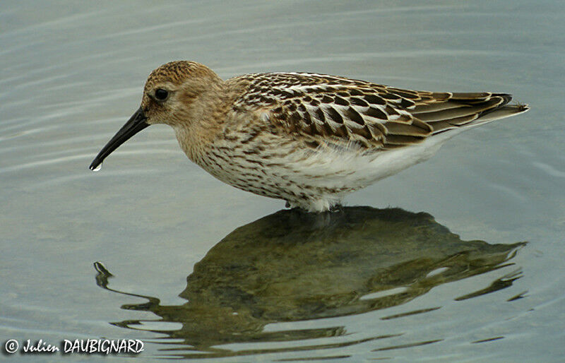 Bécasseau variable