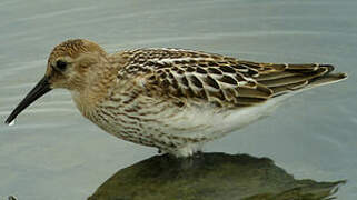 Dunlin