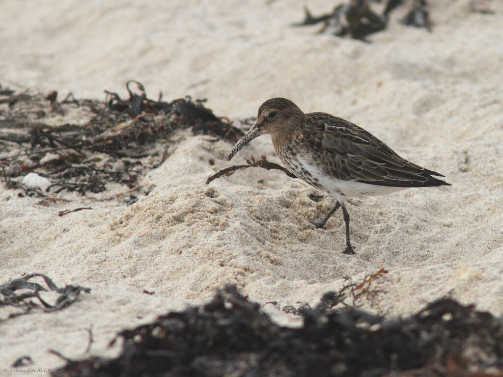 Bécasseau variable, identification