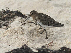 Dunlin