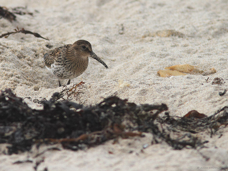 Dunlin, identification