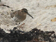 Dunlin