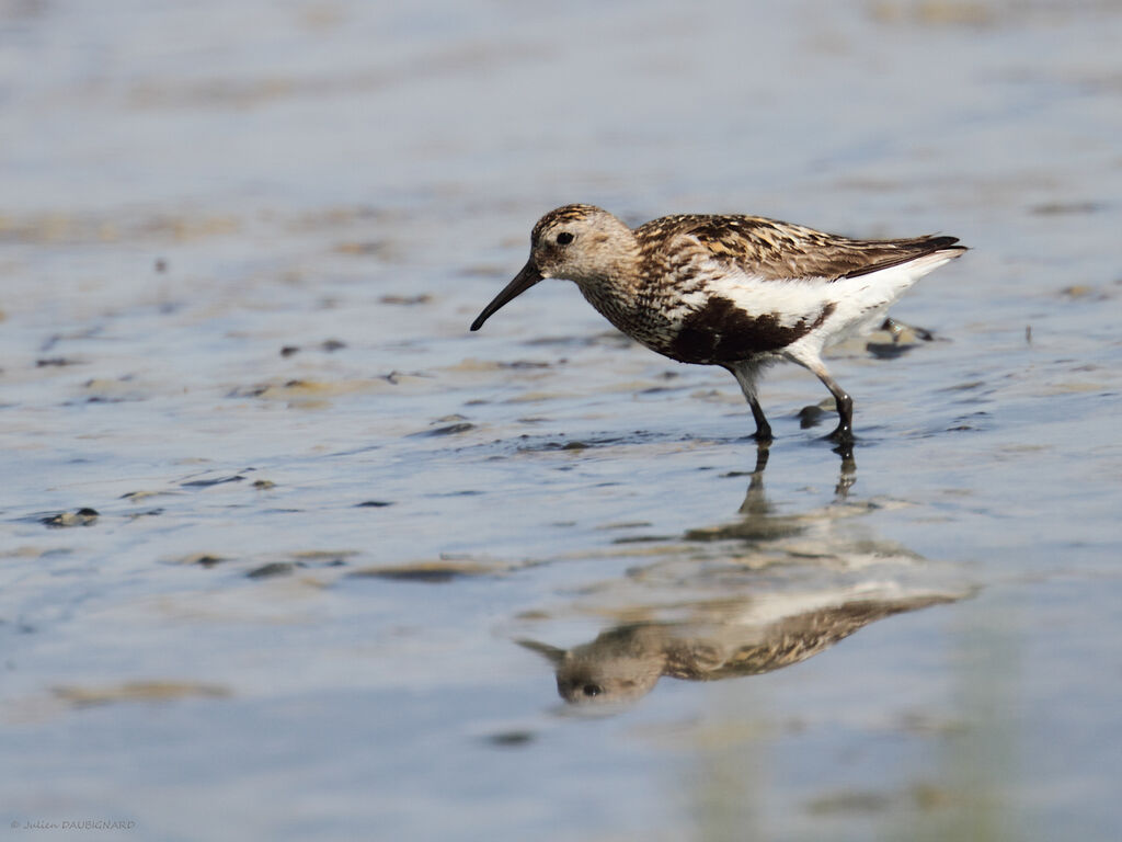 Dunlin, identification